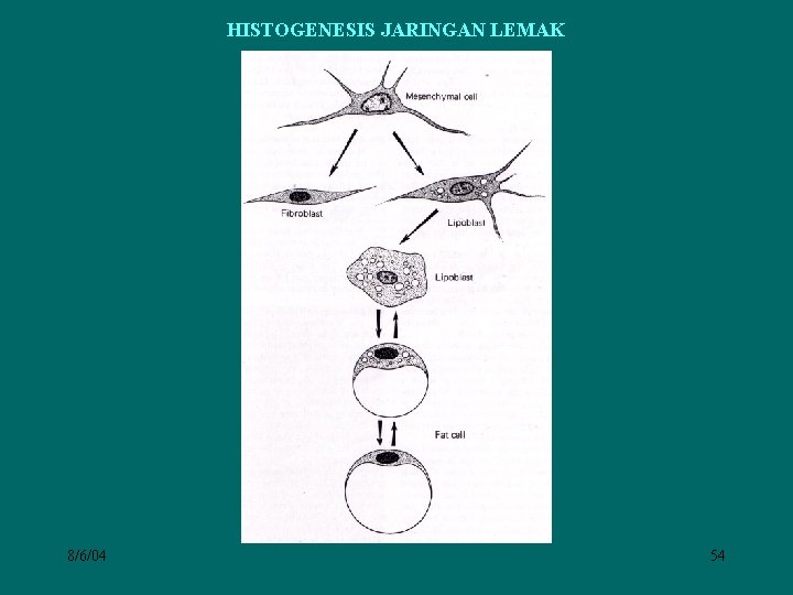 HISTOGENESIS JARINGAN LEMAK 8/6/04 54 