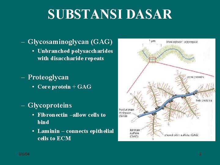 SUBSTANSI DASAR – Glycosaminoglycan (GAG) • Unbranched polysaccharides with disaccharide repeats – Proteoglycan •