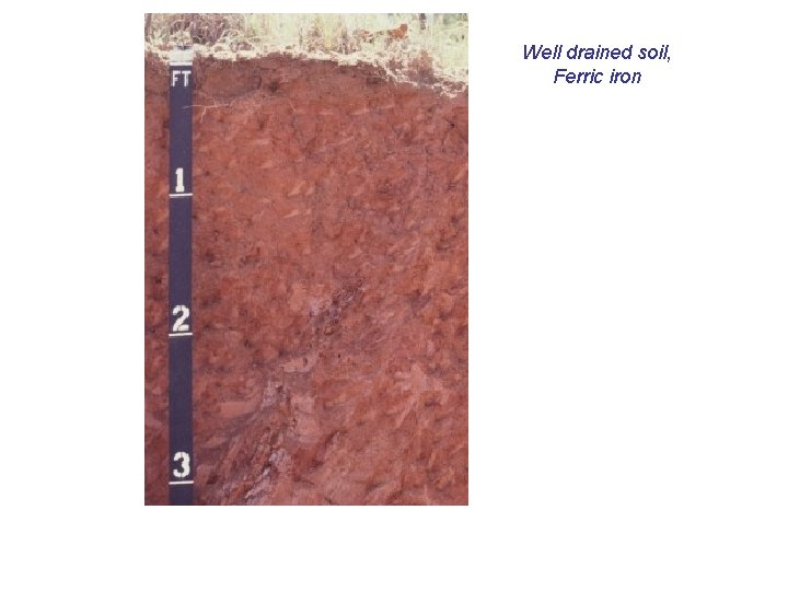 Well drained soil, Ferric iron 