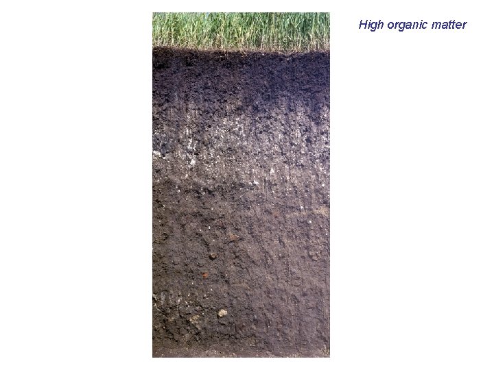 High organic matter 