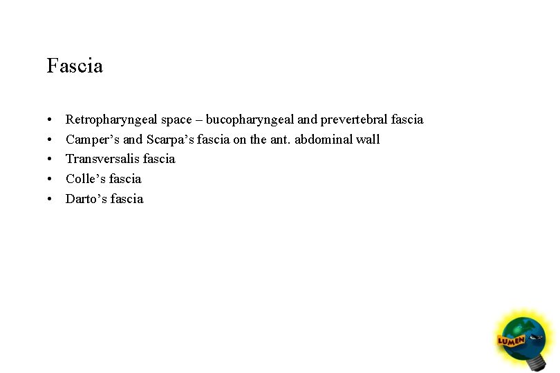 Fascia • • • Retropharyngeal space – bucopharyngeal and prevertebral fascia Camper’s and Scarpa’s