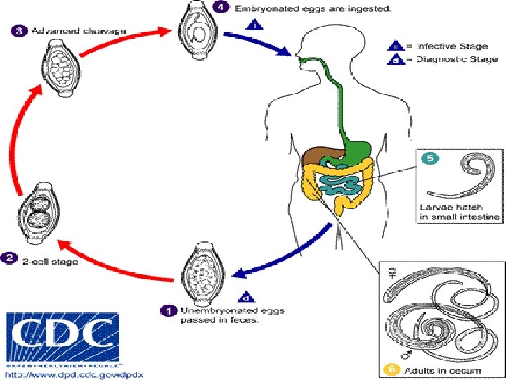 Trichuris trichiura Whipworm Geographic distribution and epidemiology
