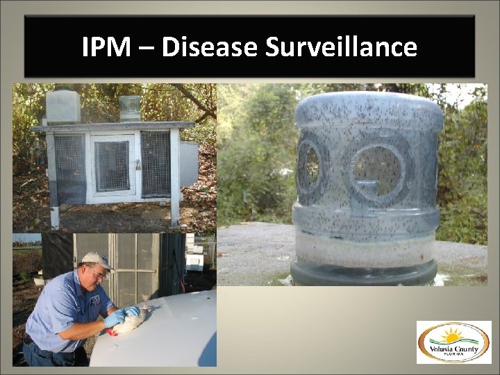 IPM – Disease Surveillance 