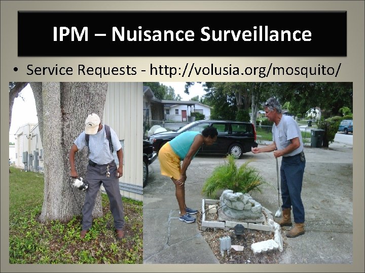 IPM – Nuisance Surveillance • Service Requests - http: //volusia. org/mosquito/ 