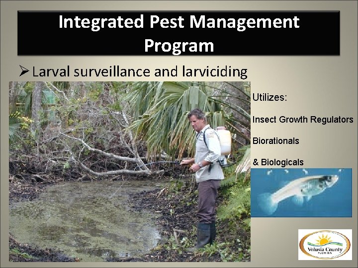 Integrated Pest Management Program Ø Larval surveillance and larviciding Utilizes: Insect Growth Regulators Biorationals