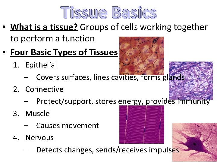 Tissue Basics • What is a tissue? Groups of cells working together to perform