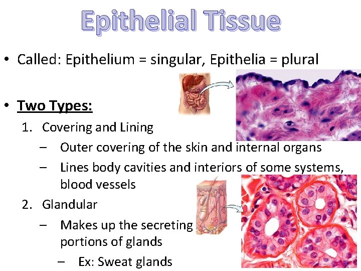 Epithelial Tissue • Called: Epithelium = singular, Epithelia = plural • Two Types: 1.