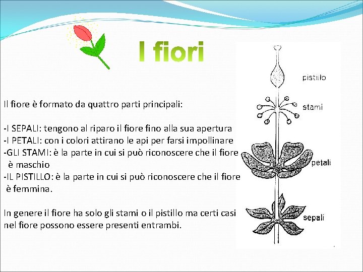 Il fiore è formato da quattro parti principali: -I SEPALI: tengono al riparo il