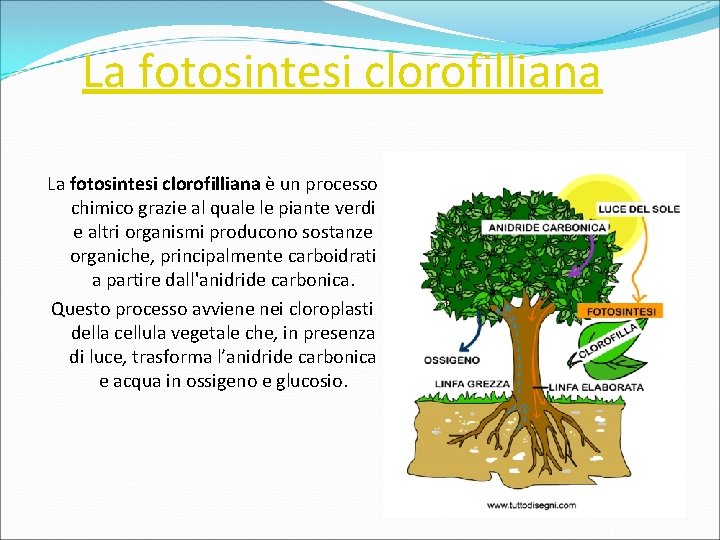 La fotosintesi clorofilliana è un processo chimico grazie al quale le piante verdi e