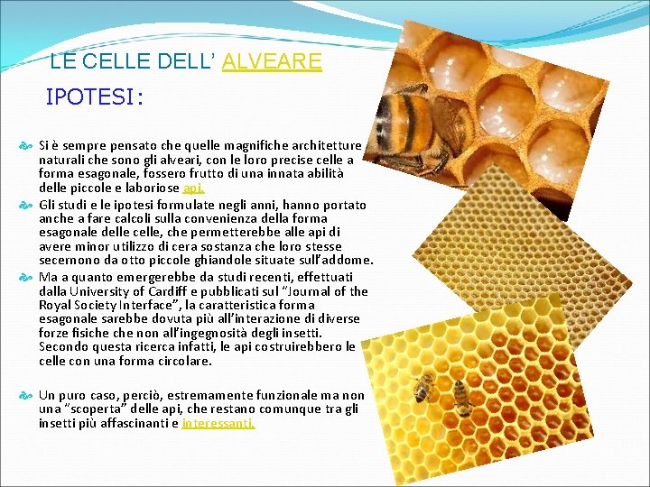 LE CELLE DELL’ ALVEARE IPOTESI: Si è sempre pensato che quelle magnifiche architetture naturali