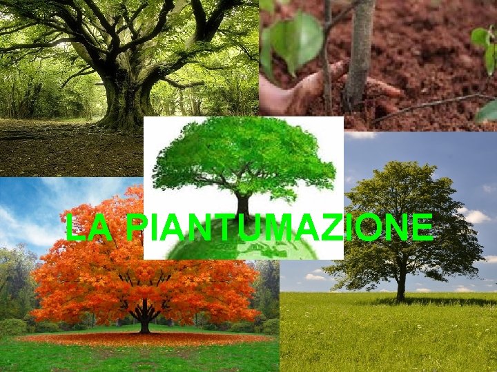 LA PIANTUMAZIONE 
