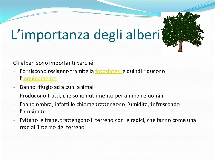 L’importanza degli alberi Gli alberi sono importanti perché: - Forniscono ossigeno tramite la fotosintesi