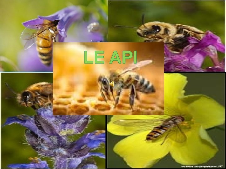 LE API 