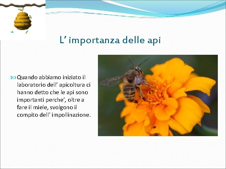 L’ importanza delle api Quando abbiamo iniziato il laboratorio dell’ apicoltura ci hanno detto