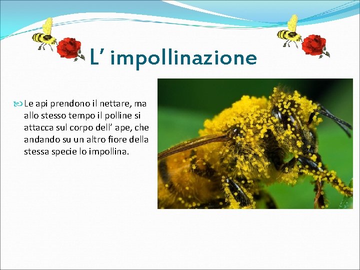 L’ impollinazione Le api prendono il nettare, ma allo stesso tempo il polline si