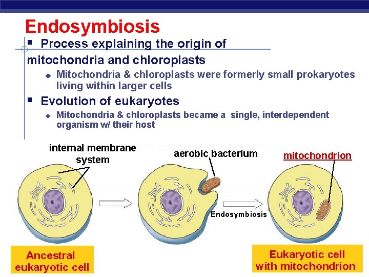 Endosymbiosis § Process explaining the origin of mitochondria and chloroplasts u Mitochondria & chloroplasts