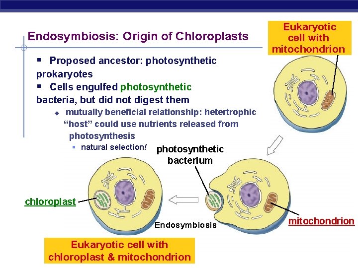 Endosymbiosis: Origin of Chloroplasts § Proposed ancestor: photosynthetic Eukaryotic cell with mitochondrion prokaryotes §