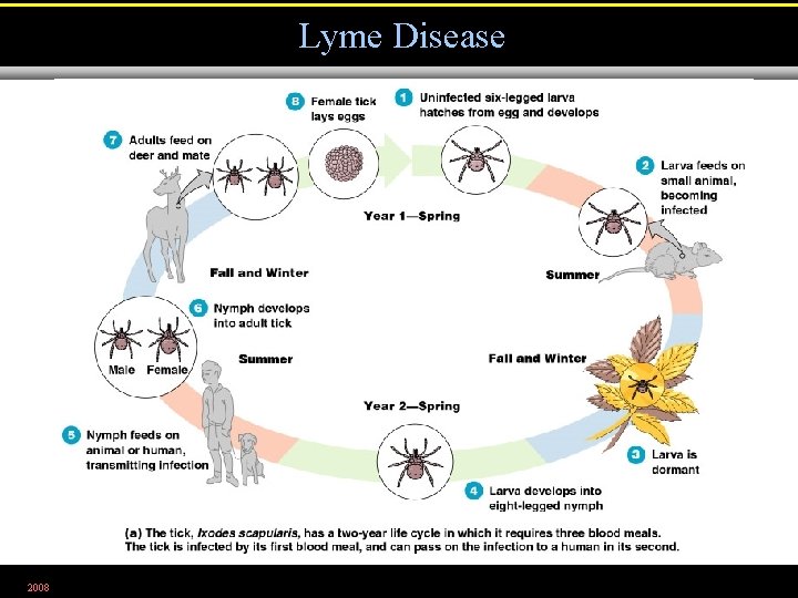 Lyme Disease 2008 Figure 23. 13 a 