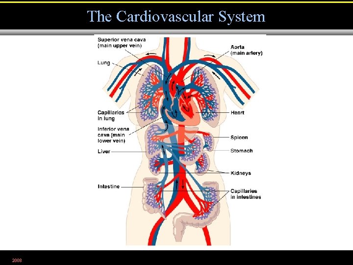 The Cardiovascular System 2008 Figure 23. 1 