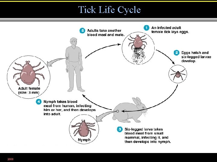 Tick Life Cycle 2008 Figure 23. 17 