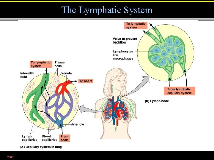 The Lymphatic System 2008 Figure 23. 2 