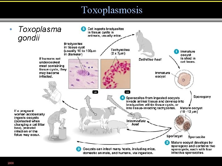 Toxoplasmosis • Toxoplasma gondii 2008 Figure 23. 23 