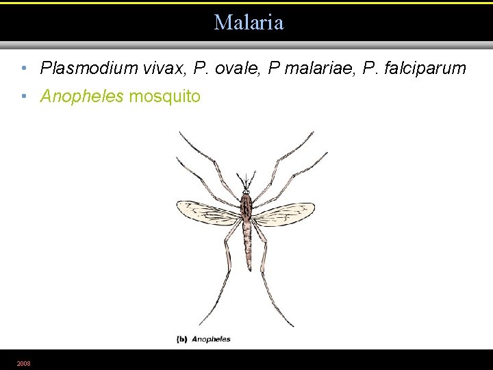 Malaria • Plasmodium vivax, P. ovale, P malariae, P. falciparum • Anopheles mosquito 2008