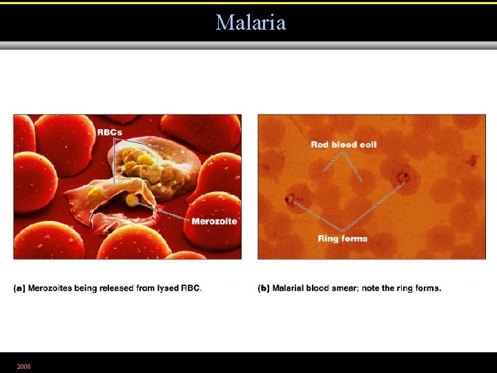 Malaria 2008 Figure 23. 25 