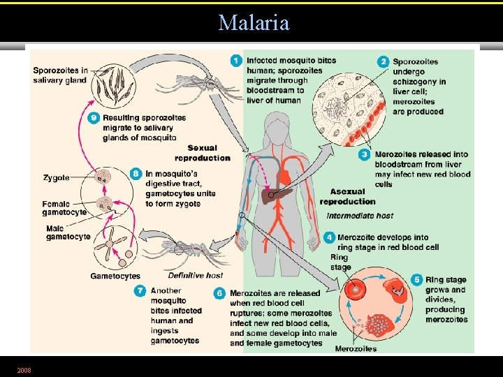 Malaria 2008 Figure 12. 19 