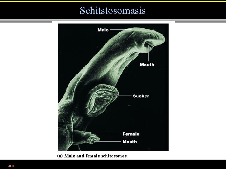 Schitstosomasis (a) Male and female schitosomes. 2008 Figure 23. 27 a 