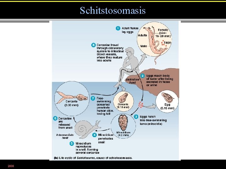 Schitstosomasis 2008 Figure 23. 27 b 
