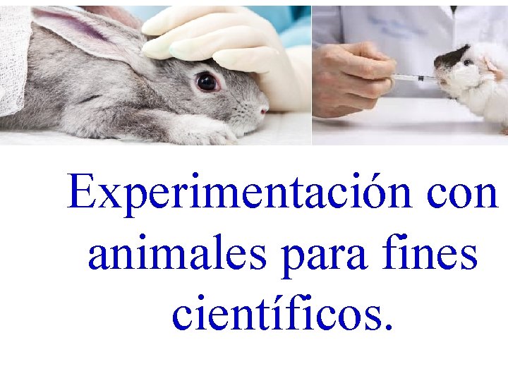 Experimentación con animales para fines científicos. 