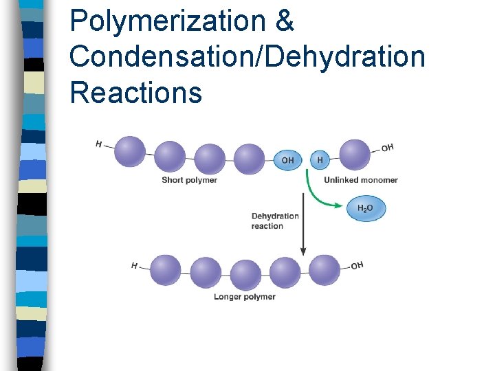 Polymerization & Condensation/Dehydration Reactions 