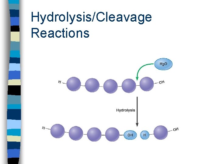 Hydrolysis/Cleavage Reactions 