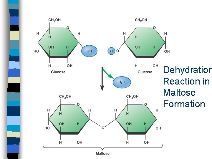Dehydration Reaction in Maltose Formation 