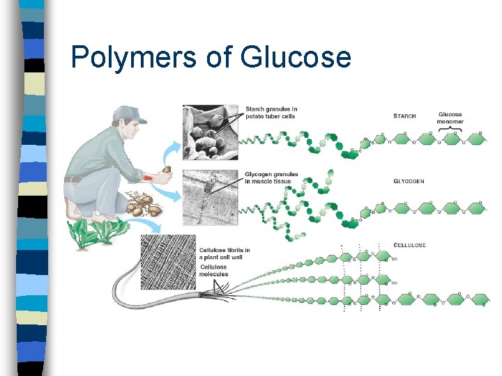 Polymers of Glucose 