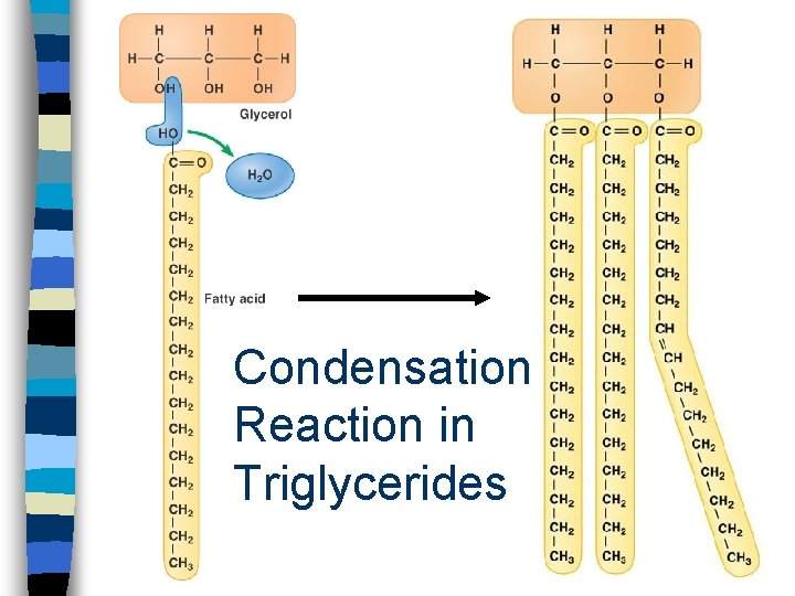 Condensation Reaction in Triglycerides 