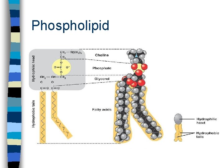 Phospholipid 