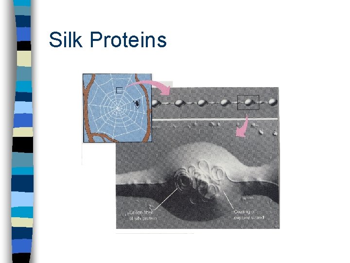 Silk Proteins 