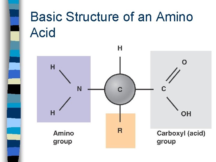 Basic Structure of an Amino Acid 