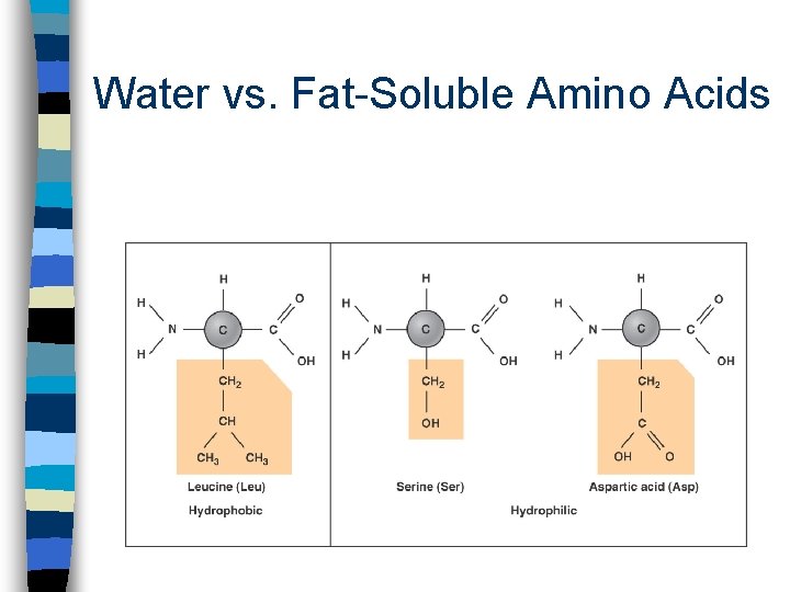 Water vs. Fat-Soluble Amino Acids 