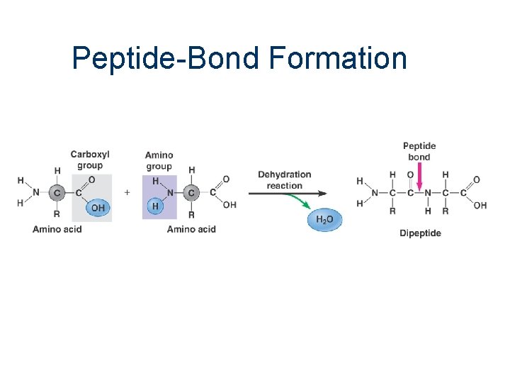 Peptide-Bond Formation 