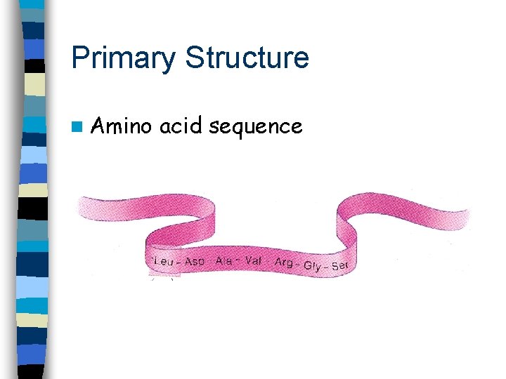 Primary Structure n Amino acid sequence 