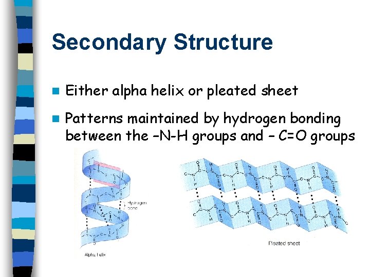 Secondary Structure n Either alpha helix or pleated sheet n Patterns maintained by hydrogen