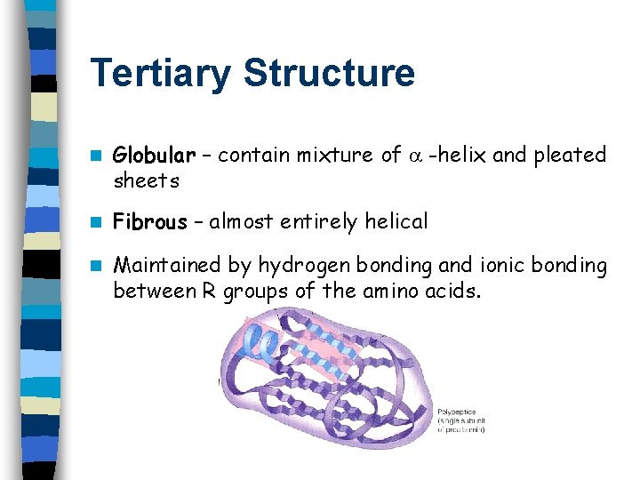 Tertiary Structure n Globular – contain mixture of -helix and pleated sheets n Fibrous