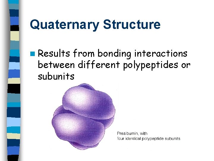 Quaternary Structure n Results from bonding interactions between different polypeptides or subunits 
