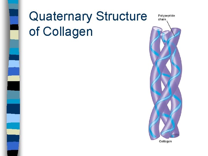 Quaternary Structure of Collagen 