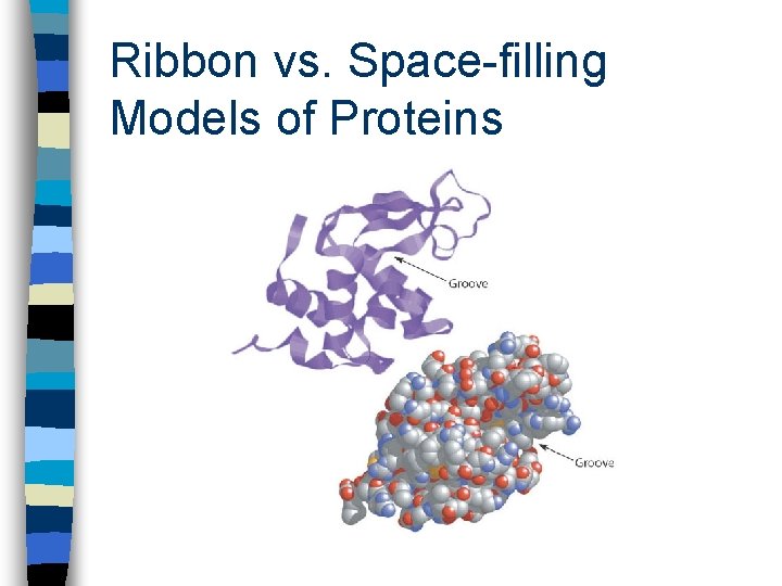 Ribbon vs. Space-filling Models of Proteins 