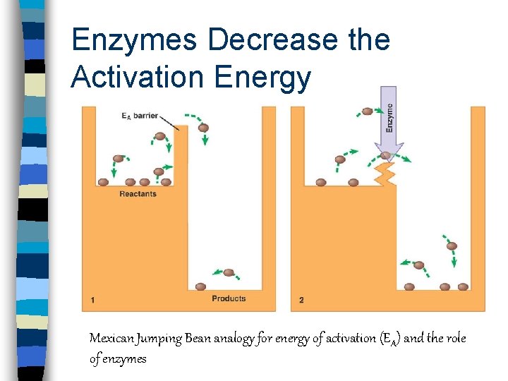 Enzymes Decrease the Activation Energy Mexican Jumping Bean analogy for energy of activation (E