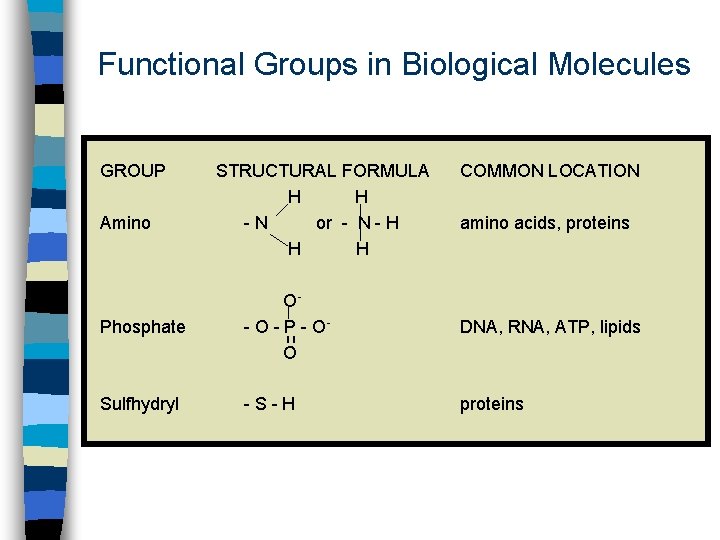 Functional Groups in Biological Molecules GROUP Amino STRUCTURAL FORMULA H H -N or -